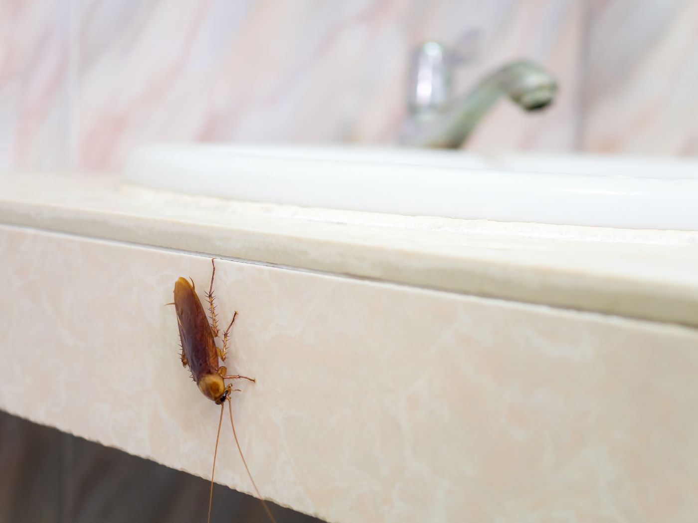 All Platinum Pest Control- Cockroach Crawling on bathroom sink